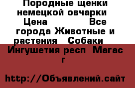 Породные щенки немецкой овчарки › Цена ­ 24 000 - Все города Животные и растения » Собаки   . Ингушетия респ.,Магас г.